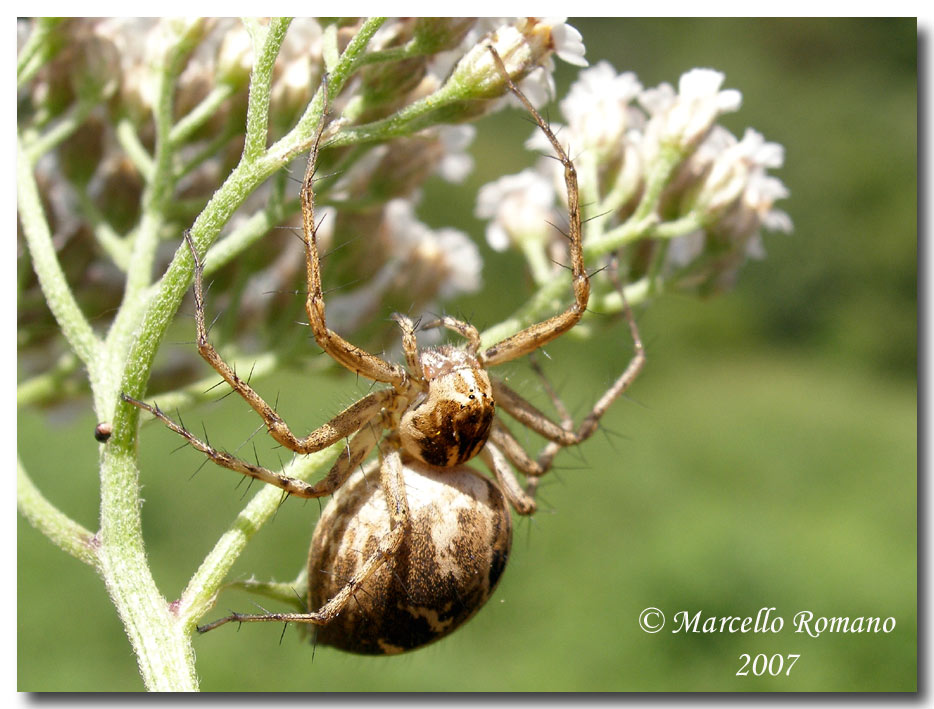 Una coppia (?) di Oxyopidae fotografati sulle Madonie